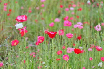 양귀비, 들판, flower, red, 네이처, 여름, 봄, flower, 목초지, 양귀비, 개화, 식물, 목초, 블로섬, 튤립, 미, 뜰, 식물, 경관, 태양, beautiful, 농촌, 들꽃, 꽃봉오리, 변색