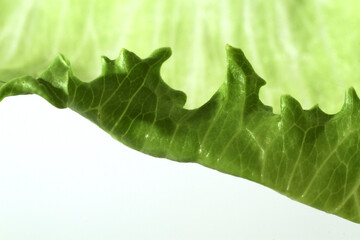 Iceberg Lettuce known as crisphead lettuce has pale green leaves and grows in cabbage like bulbs