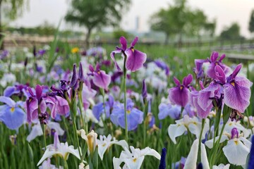 Obraz premium flower, 네이처, 식물, 보라색, flower, 들판, 봄, blue, 뜰, 여름, 블로섬, 목초, 개화, 목초지, 식물, 미, 꽃, 분홍, 홍채, 보라, 변색, 개화, 계절, 근접