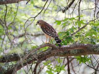 red tailed hawk