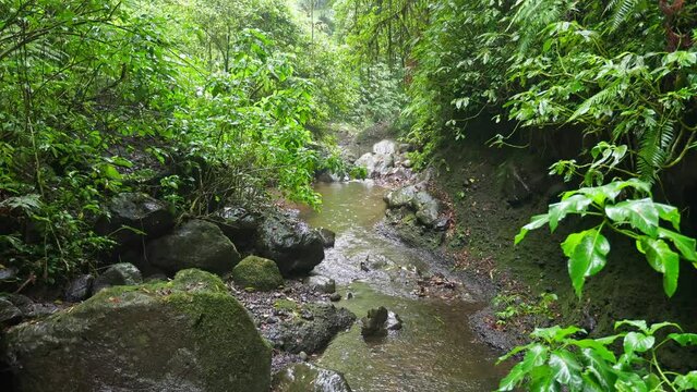 Small river in a tropical rainforest