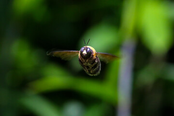 飛行する熊蜂