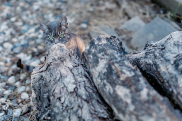 Grey domestic house cat sitting next to tree logs