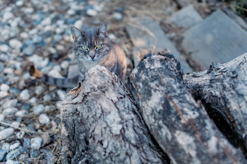 Grey domestic house cat sitting next to tree logs