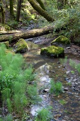 Forest interior, woods and stream on Mt Tamalpais, San Francisco, California, USA.