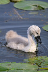 Spring scene of a cute fluffy white cygnet Mute Swan baby feeding in the lily pads along a river