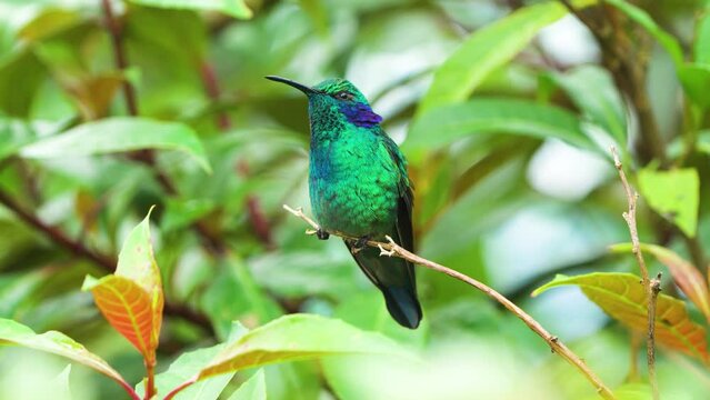 Lesser Violetear (Colibri cyanotus) Flying from a Branch in Costa Rica - Vibrant Hummingbird in Natural Habitat