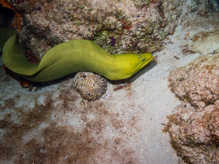 Large green moray eel (Gymnothorax funebris) Cozumel, Mexico.  Underwater photography and travel.