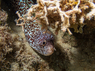Spotted moray eels (Gymnothorax moringa) in Cozumel, Mexico.  Underwater photography and travel.