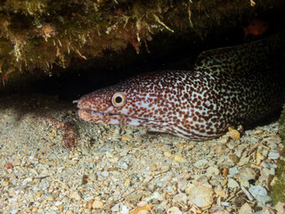 Spotted moray eels (Gymnothorax moringa) in Cozumel, Mexico.  Underwater photography and travel.