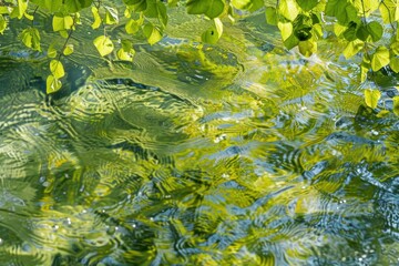 lush spring stream closeup with vibrant green foliage natures renewal and vitality captured in abstract horizontal banner