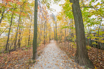 Autumn forest scene, color of fall, fall background, fall trail
