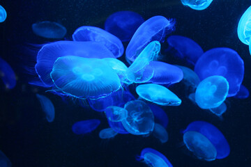 Small blue light jellyfish or medusa of bright colorful.