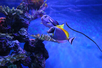 Acanthurus leucosternon fish or powder blue tang fish in a tang.