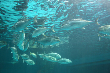 Caranx fishs of sea bass swimming together in groups, photographed from below.