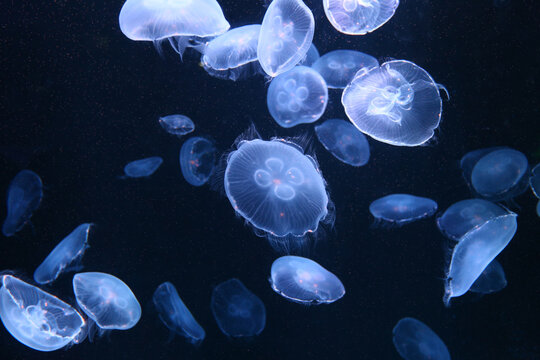 Small white jellyfish or medusa of bright colorful.