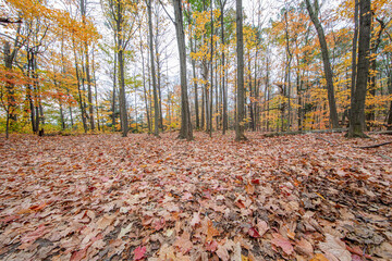 Autumn forest scene, color of fall, fall background, fall trail