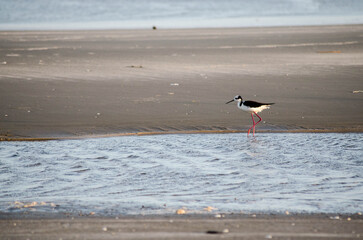 bird on the beach in brazil