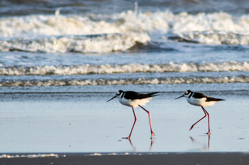 Obraz premium bird on the beach in brazil