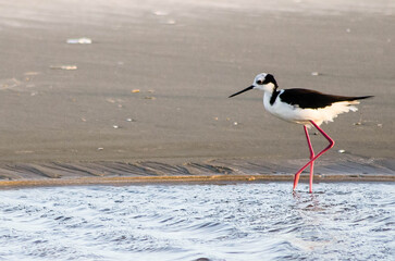 bird on the beach in brazil