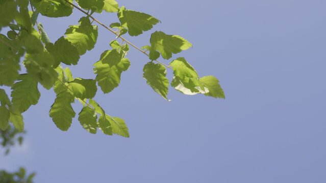 green leaves against blue sky