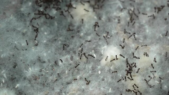 Close up view of ants moving through cotton on the ground in a forest of cottonwood trees.