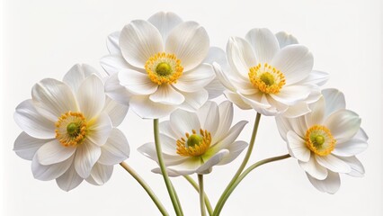 Fototapeta premium Delicate, intricate white flowers with soft, velvety petals and yellow centers isolated on a transparent background, perfect for creative designs and elegant visuals.