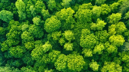 Aerial view of a dense green forest in summer.