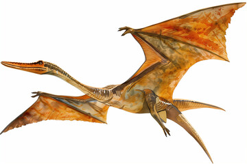 Obraz premium Stunning Illustration of a Pteranodon in Flight, Showcasing Detailed Anatomy and Vibrant Colors of Prehistoric Life