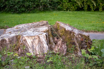 A tree stump at the park.