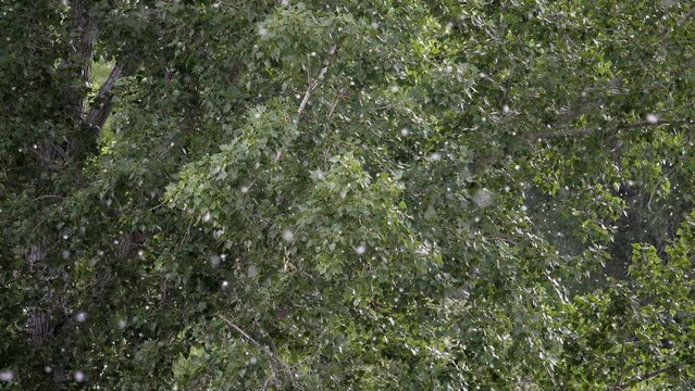 Cottonwood trees releasing seeds through the air after pollination in Utah.