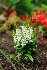 夏に咲く白い花　カナダ モントリオール