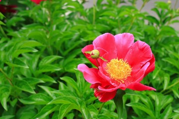 Fototapeta premium 赤い花のクローズアップ