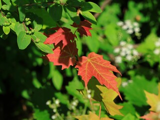 夏の紅葉　カナダ モントリオール