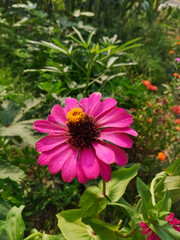 Obraz premium Beautiful Flowers of garden in nepal