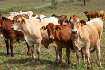 Fototapeta premium cows in a field