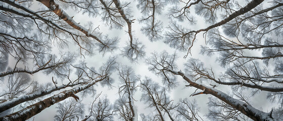 Winter scene in a forest with crown shyness, the bare branches maintaining their separation, creating a stark and intricate pattern against the gray sky