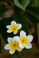 Obraz premium white frangipani flower
