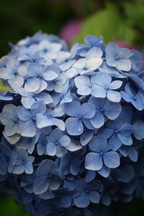雨がよく似合う紫陽花の花。しっとり色鮮やかな蒸し暑い日々を癒す