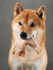Shiba Inu enjoys a treat, studio shot. A focused dog holds a bone, eyes glinting with satisfaction against a grey backdrop