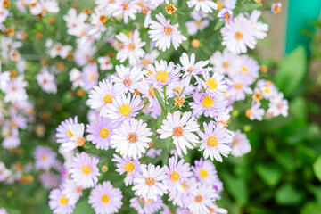 lampung - indonesia, 31 mai 2024,The purplish-blue flower known as Aster tataricus, commonly called tatarian aster, is an upright, tall-growing perennial.