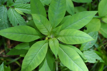 オカトラノオの葉