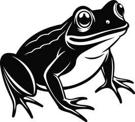 frog on white background eps 10