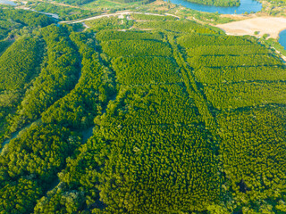 Obraz premium Aerial view green tree forest pattern nature leaf background