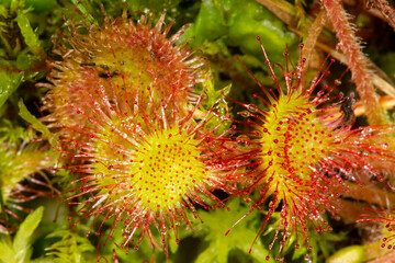 Closeup of red, insectivorous sundew leaves in Newbury, New Hampshire.