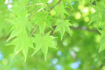 新緑のカエデのクローズアップ
