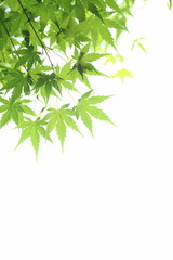 新緑のカエデ　白背景