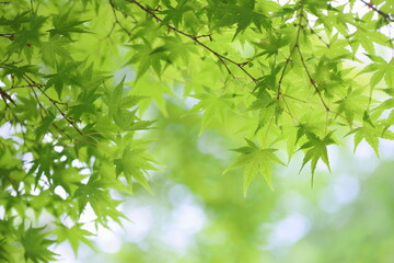 新緑のカエデ
