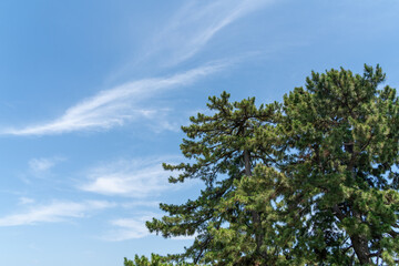 松の木が映える青空