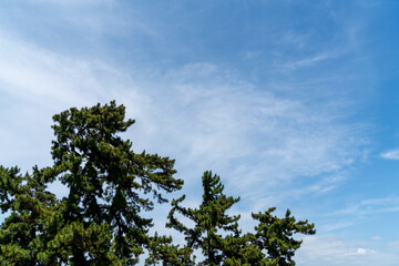 松と青い空